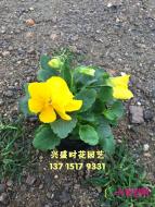 三色堇
